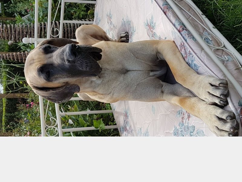 Hundto