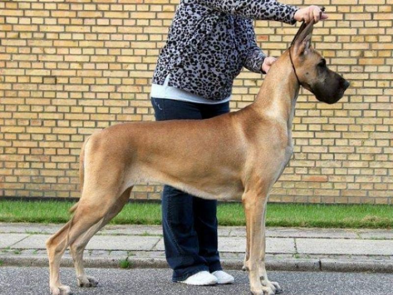 Maxidan's Whole Lotta Rosie