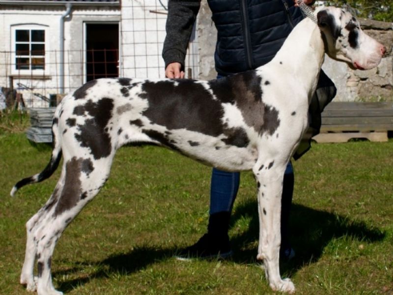 Lykkeskovs Be My Baby