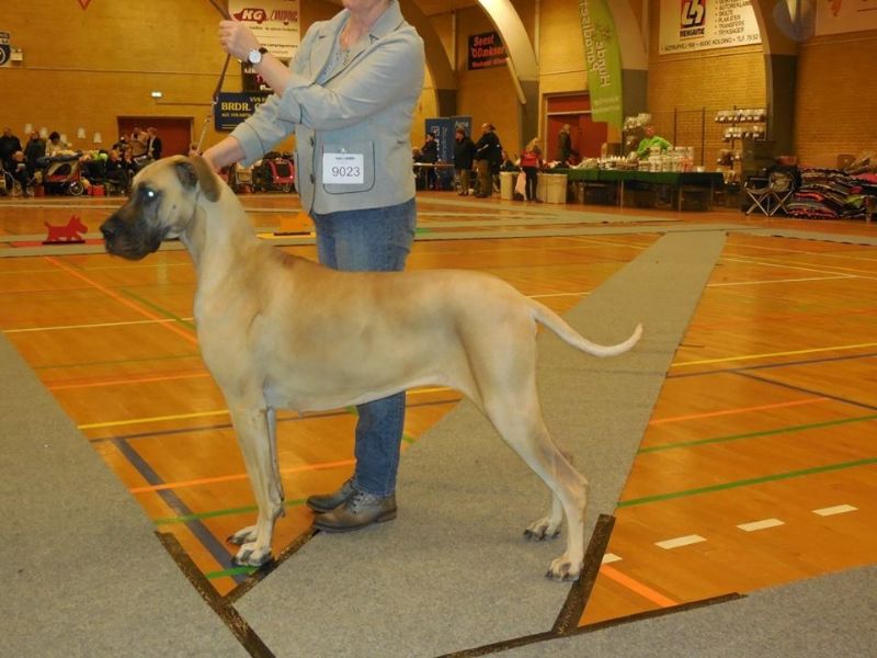 Grand de Feld´s Unique Mindy