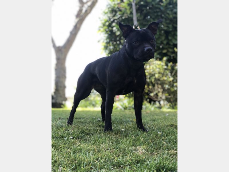 Scarpetta’s La Hija Alta 