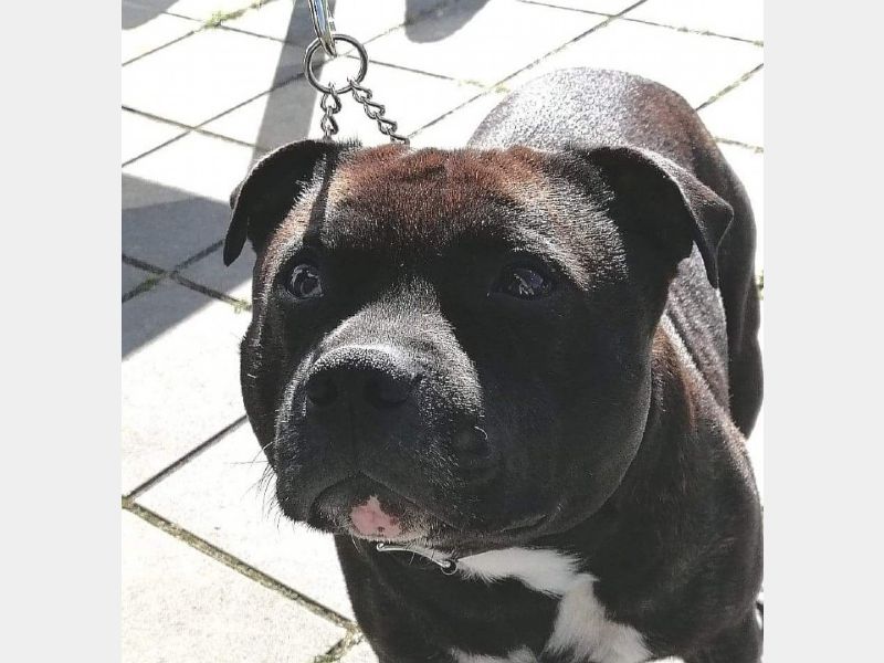 Hunden har fået en præmiering på DogShowOnline