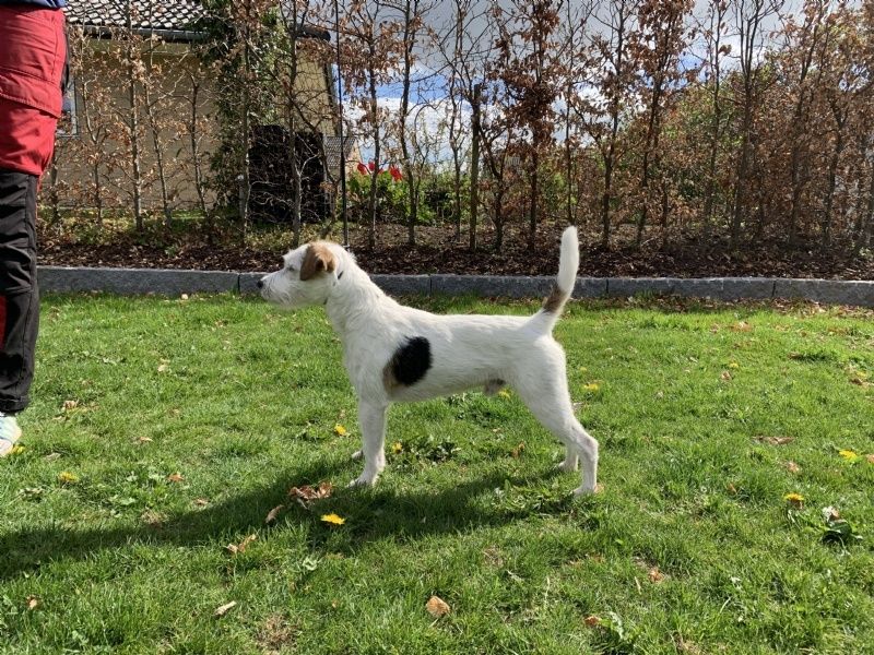 Hunden har fået en præmiering på DogShowOnline