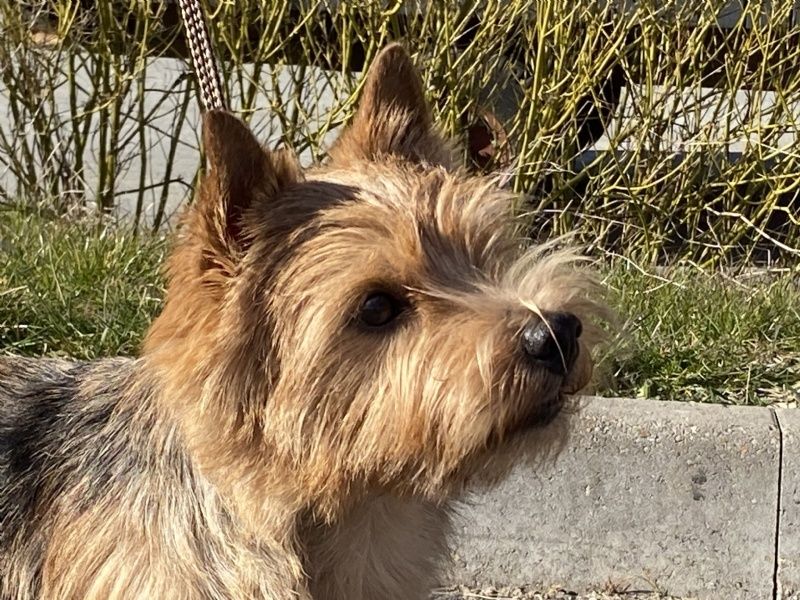 Hunden har fået en præmiering på DogShowOnline