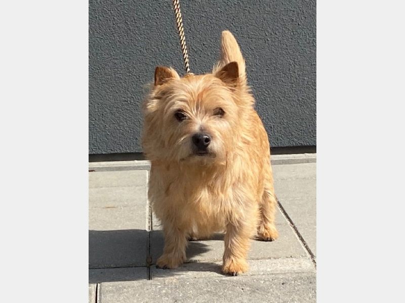 Hunden har fået en præmiering på DogShowOnline