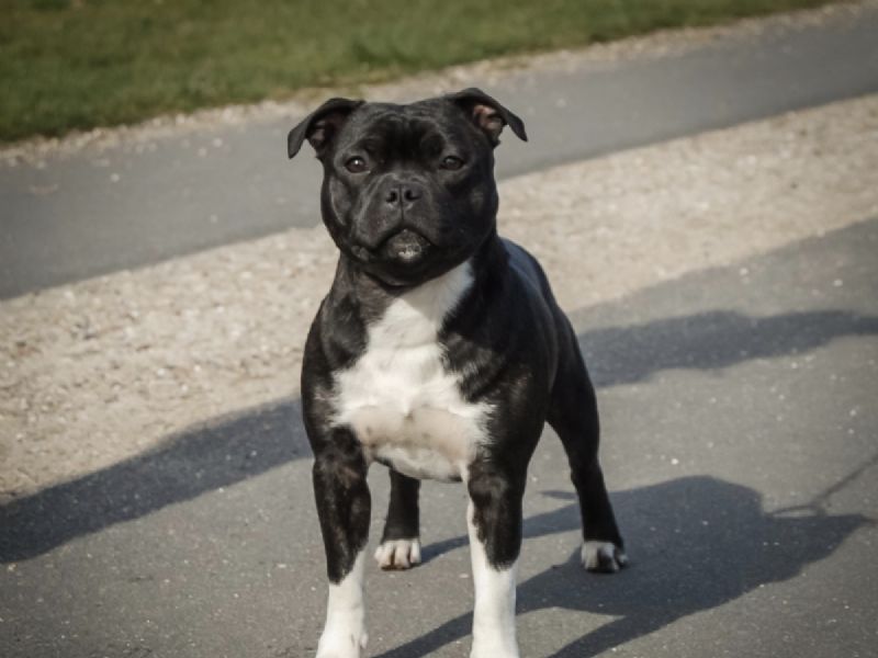 Hunden har fået en præmiering på DogShowOnline