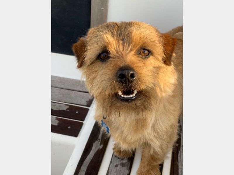Hunden har fået en præmiering på DogShowOnline
