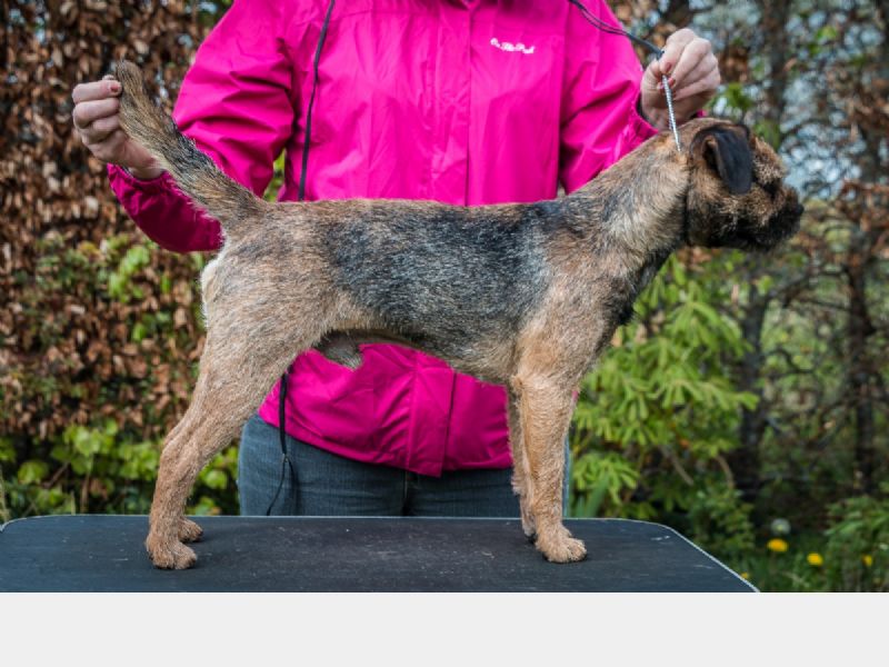 Hunden har fået en præmiering på DogShowOnline