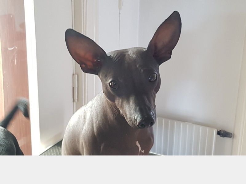 Hunden har fået en præmiering på DogShowOnline