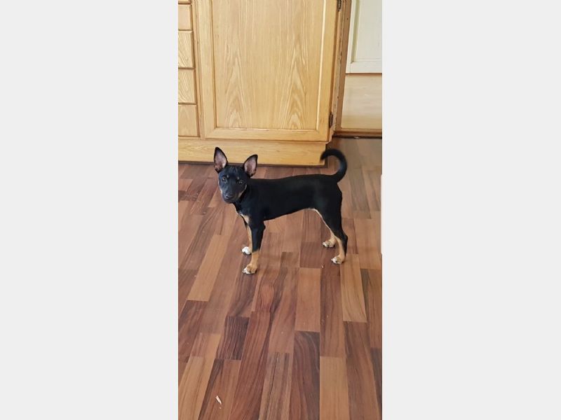 Hunden har fået en præmiering på DogShowOnline