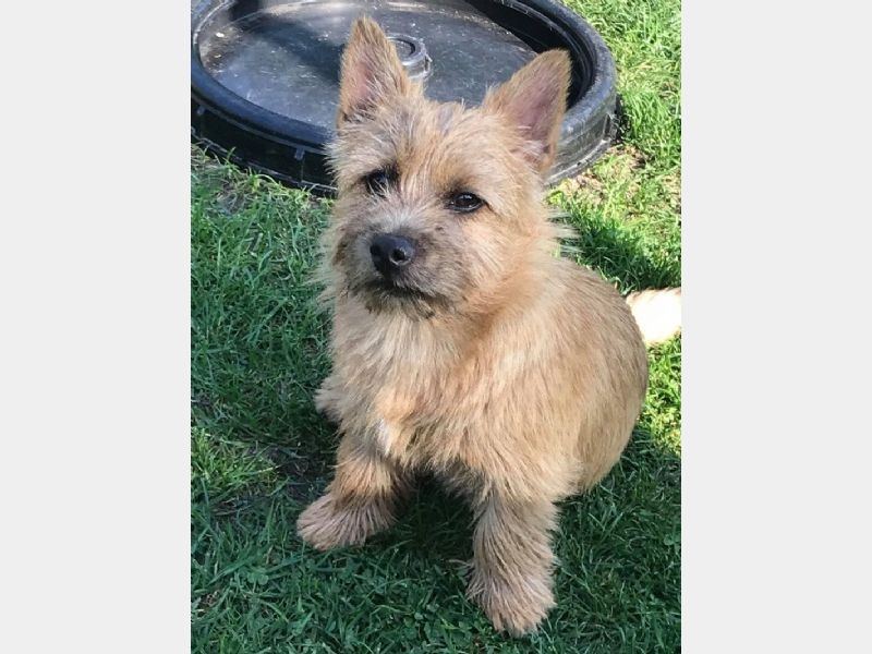 Hunden har fået en præmiering på DogShowOnline
