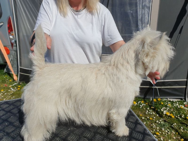 Hunden har fået en præmiering på DogShowOnline