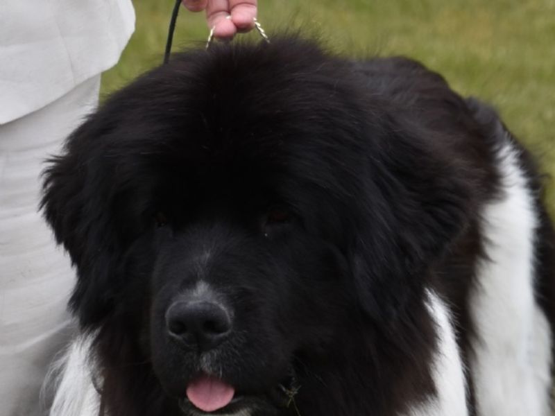 Fluffy Avalanch Olga 