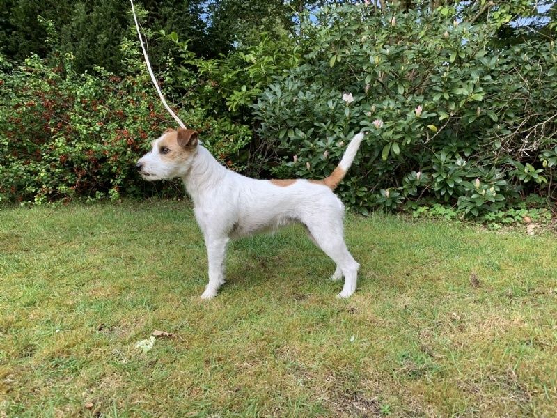 Rednock’s Tailormade Tiny Tilly
