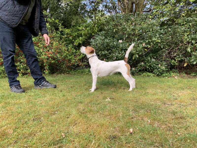 Hunden har fået en præmiering på DogShowOnline