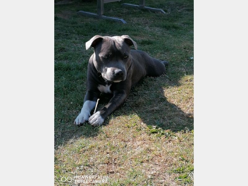 Hunden har fået en præmiering på DogShowOnline